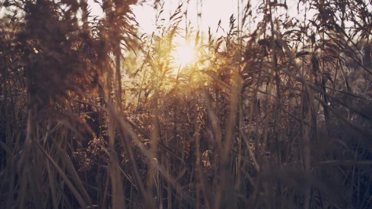 How Does The 99 Exch Platform Operate For Users?